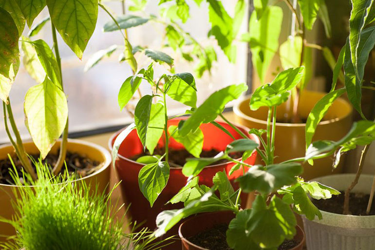 7 простых естественных способа увлажнить дом этой зимой