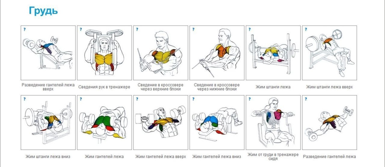 Краткая энциклопедия упражнений. Упражнения на все группы мышц