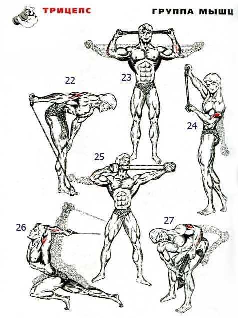 Разнообразие тренировок при прокачке трицепса. 31 упражнение