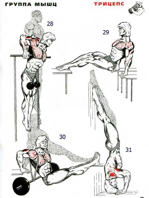 Разнообразие тренировок при прокачке трицепса. 31 упражнение