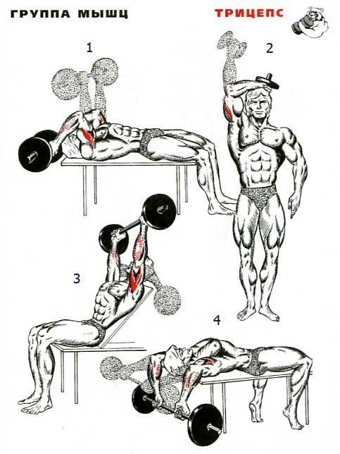 Разнообразие тренировок при прокачке трицепса. 31 упражнение