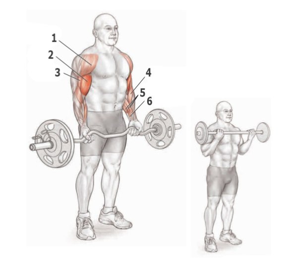 Основные упражнения для прокачки бицепса