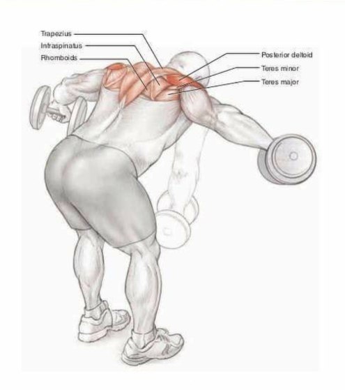 Основные упражнения для тренировки плеч