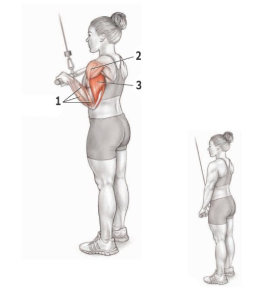 Основные упражнения для тренировки трицепса