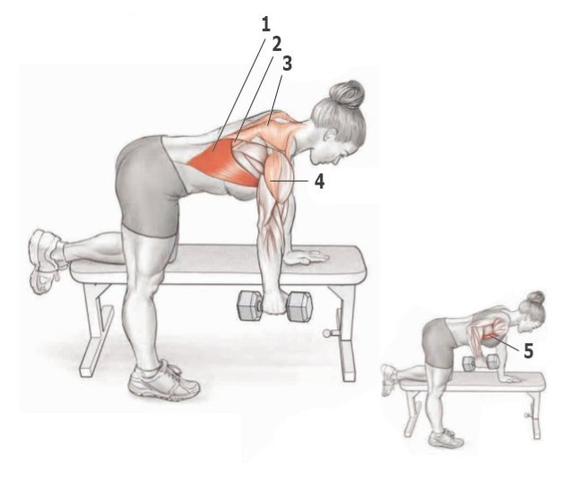 Основные упражнения для тренировки спины