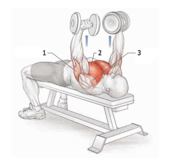 Упражнения для прокачки грудных мышц