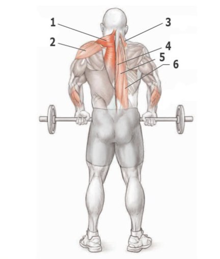 Основные упражнения для тренировки спины