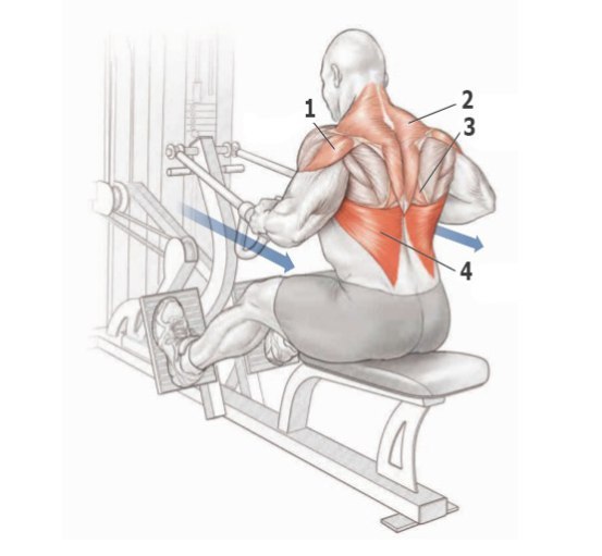Основные упражнения для тренировки спины