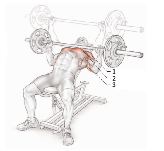 Упражнения для прокачки грудных мышц