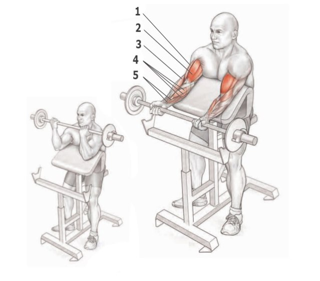 Основные упражнения для прокачки бицепса