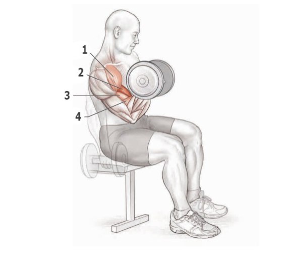 Основные упражнения для прокачки бицепса