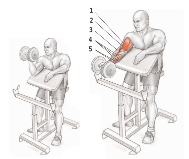 Основные упражнения для прокачки бицепса