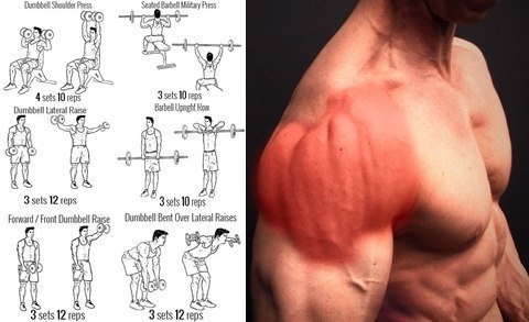 Подборка упражнений, наглядно демонстрирующих виды упражнений, для проработки верхних групп мышц.