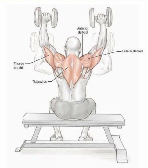 Основные упражнения для тренировки плеч