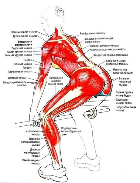 Подборка лучших упражнений для работы над низом