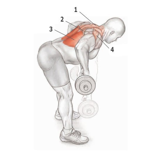 Основные упражнения для тренировки спины