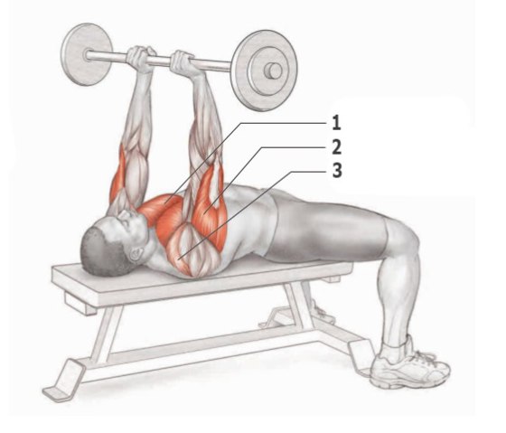 Основные упражнения для тренировки трицепса
