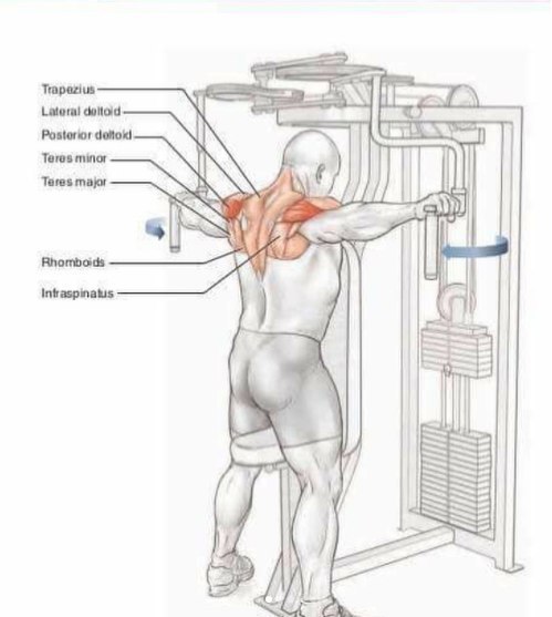 Основные упражнения для тренировки плеч