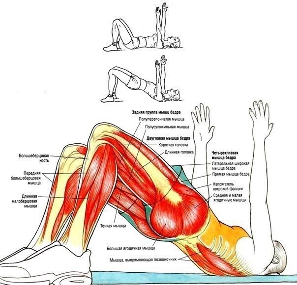 Подборка лучших упражнений для работы над низом