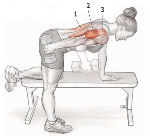 Основные упражнения для тренировки трицепса