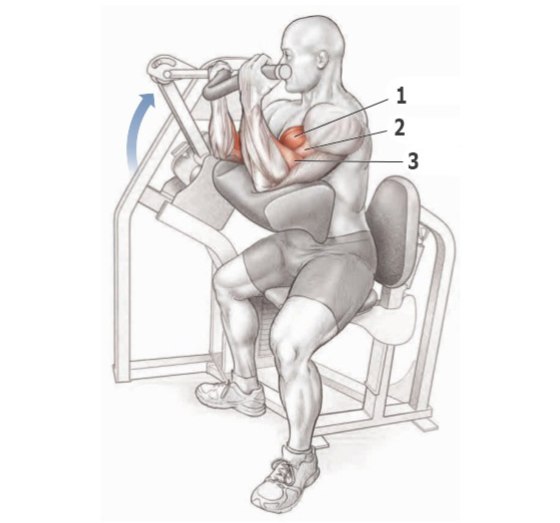 Основные упражнения для прокачки бицепса