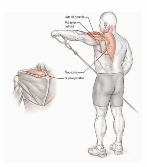 Основные упражнения для тренировки плеч