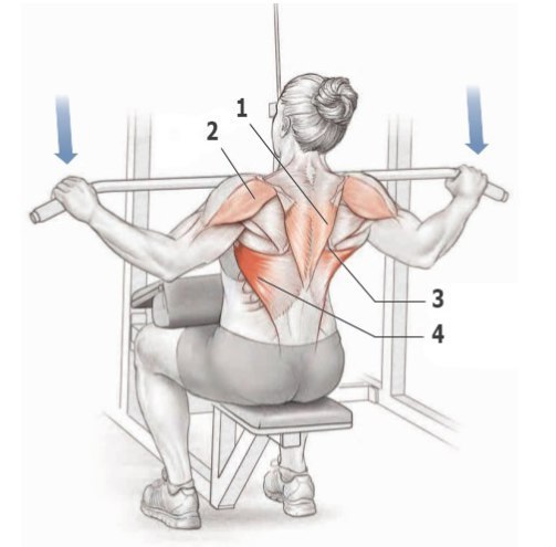 Основные упражнения для тренировки спины