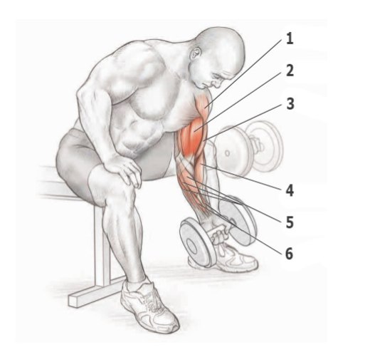 Основные упражнения для прокачки бицепса