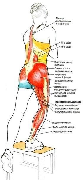 Подборка лучших упражнений для работы над низом