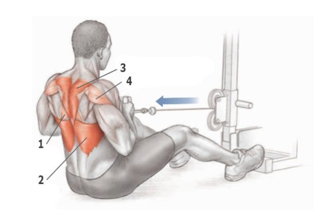 Основные упражнения для тренировки спины