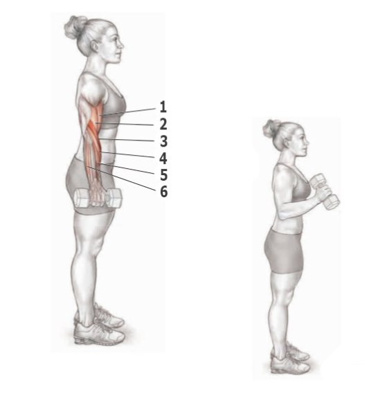 Основные упражнения для прокачки бицепса