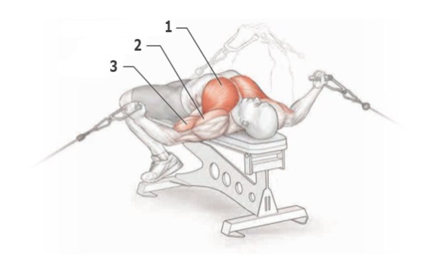 Упражнения для прокачки грудных мышц