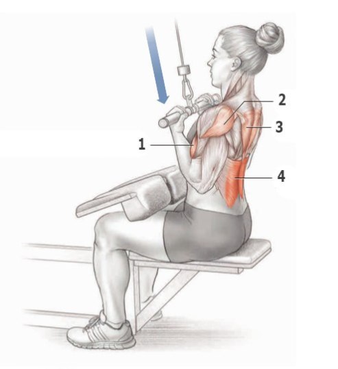Основные упражнения для тренировки спины