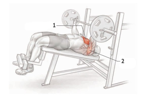 Упражнения для прокачки грудных мышц
