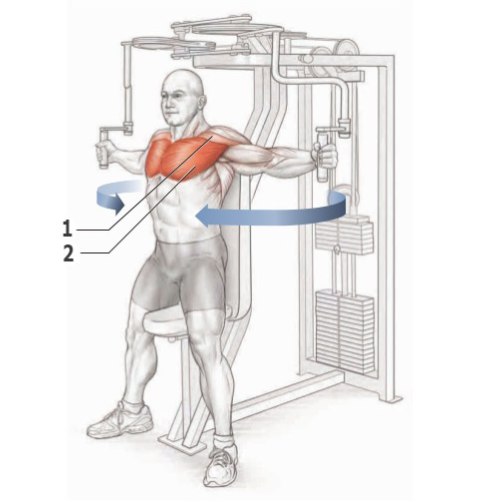 Упражнения для прокачки грудных мышц