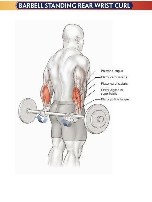 Упражнения на развитие внешних мышц - разгибателей предплечья