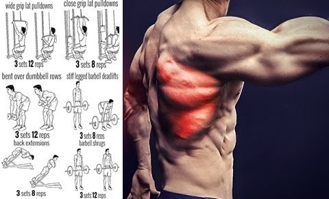 Подборка упражнений, наглядно демонстрирующих виды упражнений, для проработки верхних групп мышц.