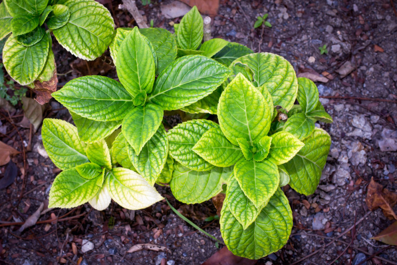 4 вида трав, которые защищают ваш мозг от депрессии, тревоги и болезни Альцгеймера